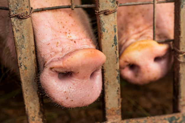 Free photo pink pigs noses  among bars