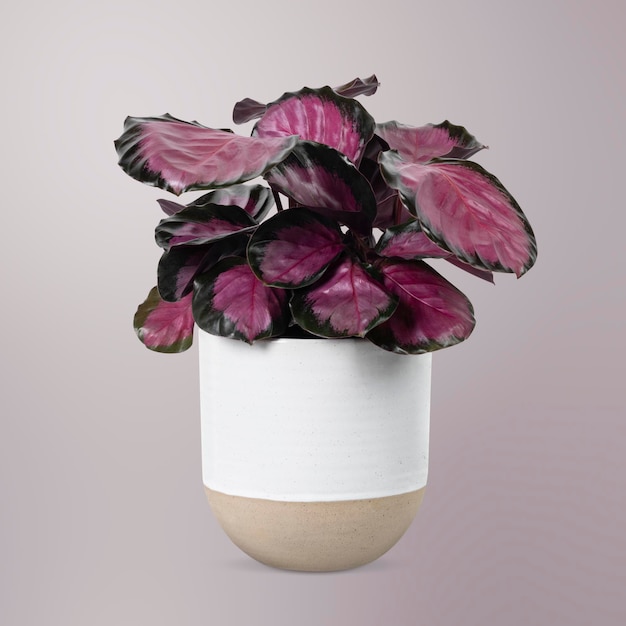 無料写真 白い鍋にピンクの植物