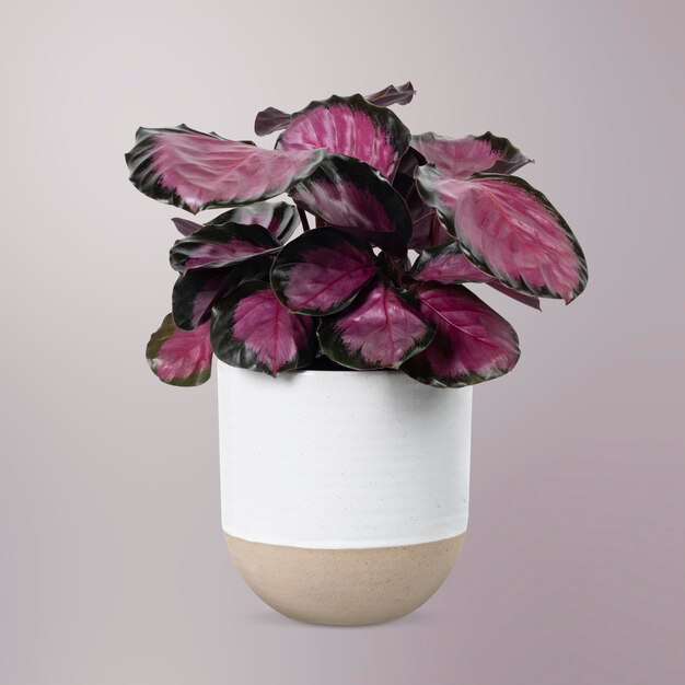 白い鍋にピンクの植物