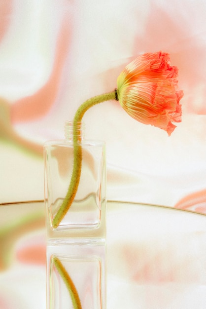 무료 사진 투명 유리 꽃병에 핑크 양 귀 비 꽃