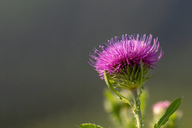 緑のディルフェンネルの花 ディルの花と緑の背景 プレミアム写真