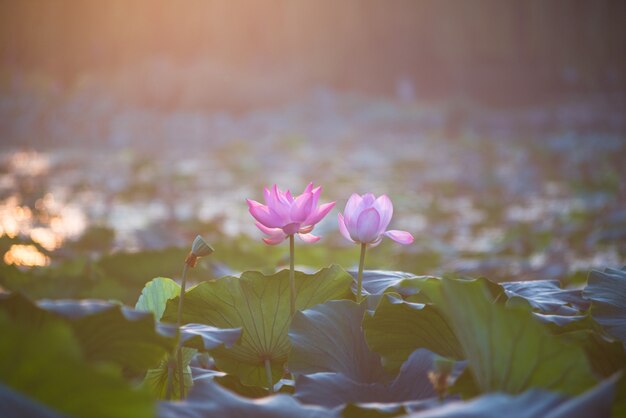 Pink and purple flowers