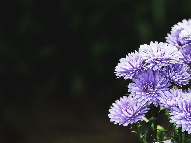 庭のピンク 紫マーガレットの花 タイチェンマイにて プレミアム写真