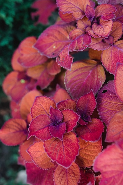 Pink and purple plant