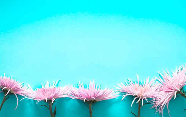 pink real beautiful chrysanthemum on blue background