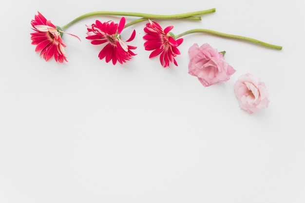 Pink and red flowers on white