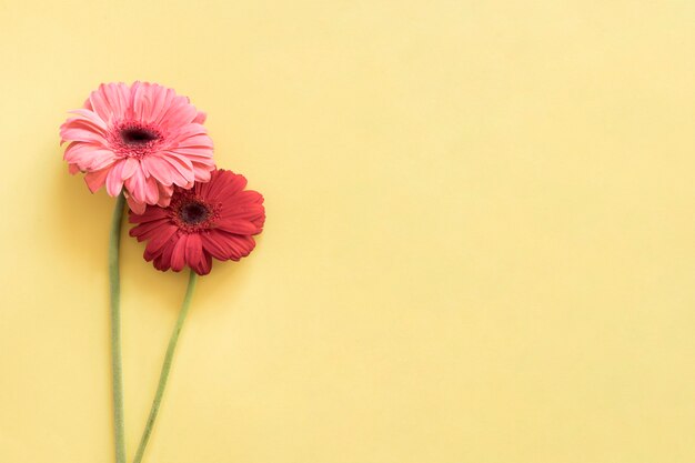 Pink and red flowers