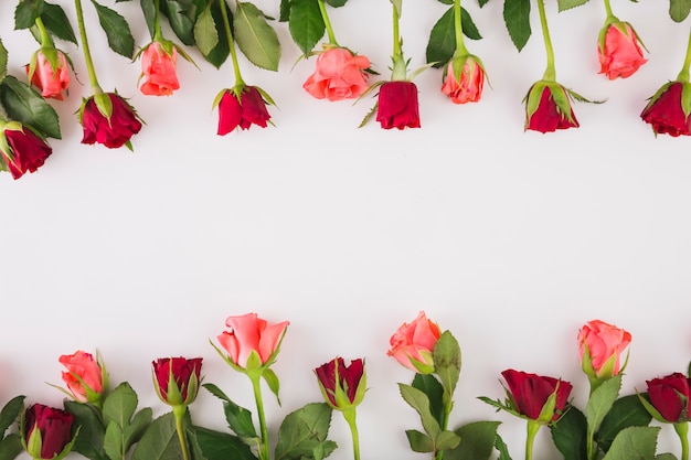 Pink and red roses on white