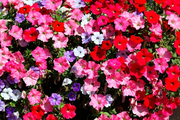 정원에서 분홍색, 빨간색, 흰색 및 보라색 꽃