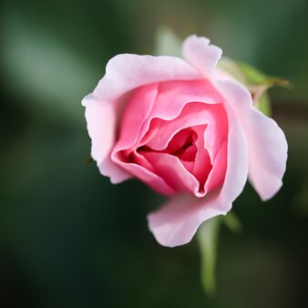 Pink rose bonika in the garden perfect for background greeting cards for birthday valentines day and