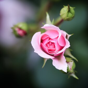 Pink rose bonika in the garden perfect for background greeting cards for birthday valentines day and