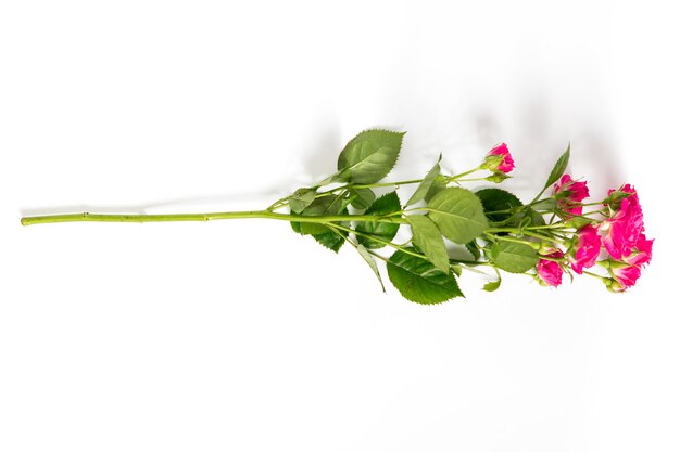 Pink rose flower isolated on white background Premium Photo