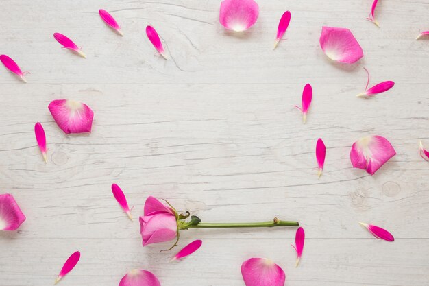 Pink rose flower with petals on light table