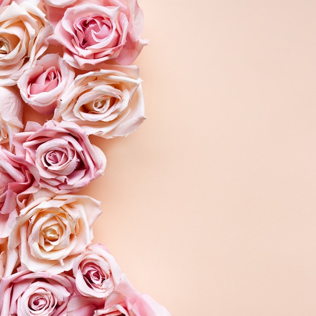 Pink rose flowers on pink  background