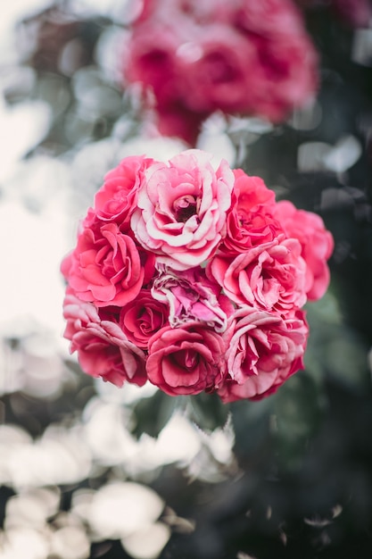 Free photo pink rose flowers