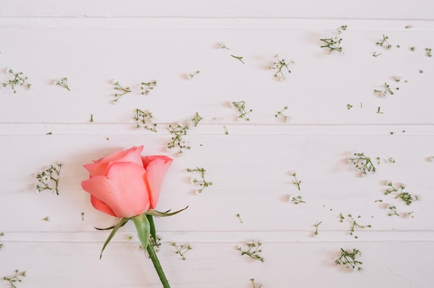 Pink rose on the left surrounded by little flowers on white background