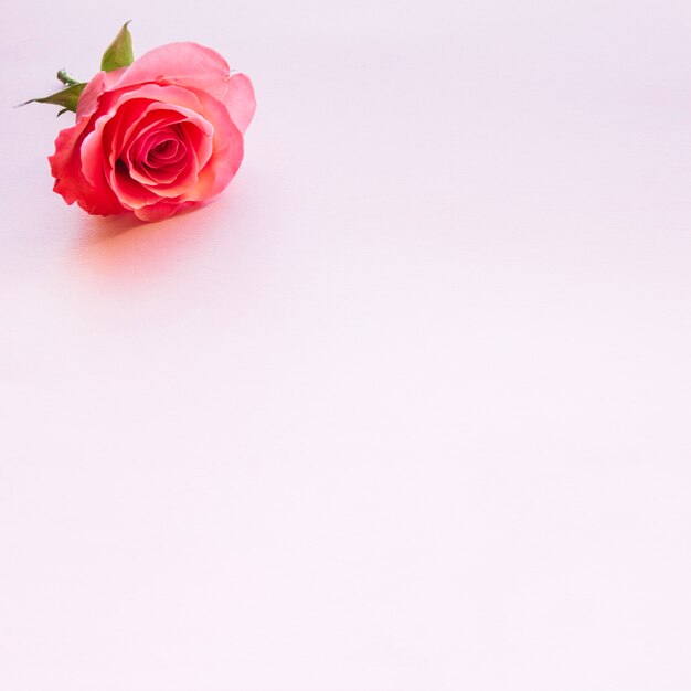 Розовая роза, лежащая одна на розовом