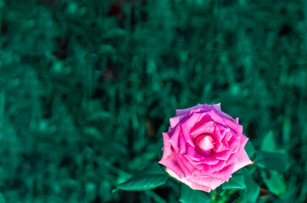 濃い緑色の背景にピンクのバラ Premium写真