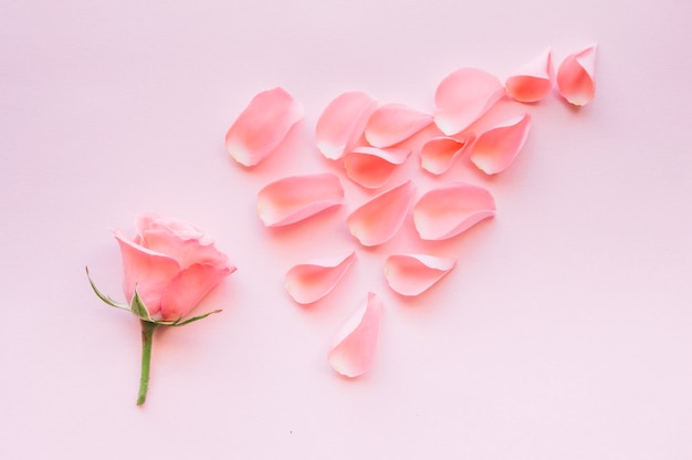 Free photo pink rose petals in arrangement