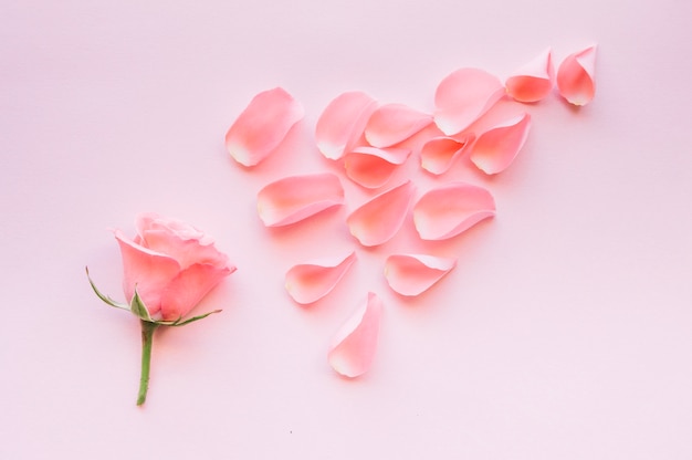 배열에서 핑크 장미 꽃잎