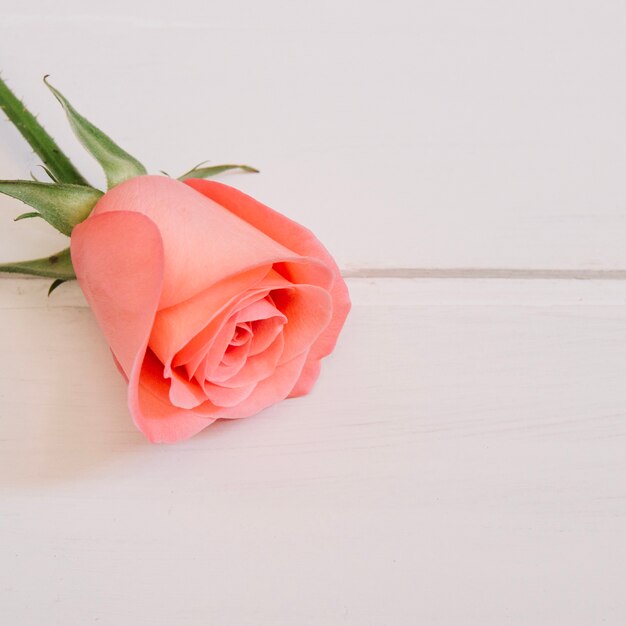 Pink rose resting on the top left corner in a white wooden table