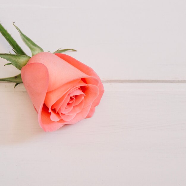 pink rose resting on the top left corner in a white wooden table