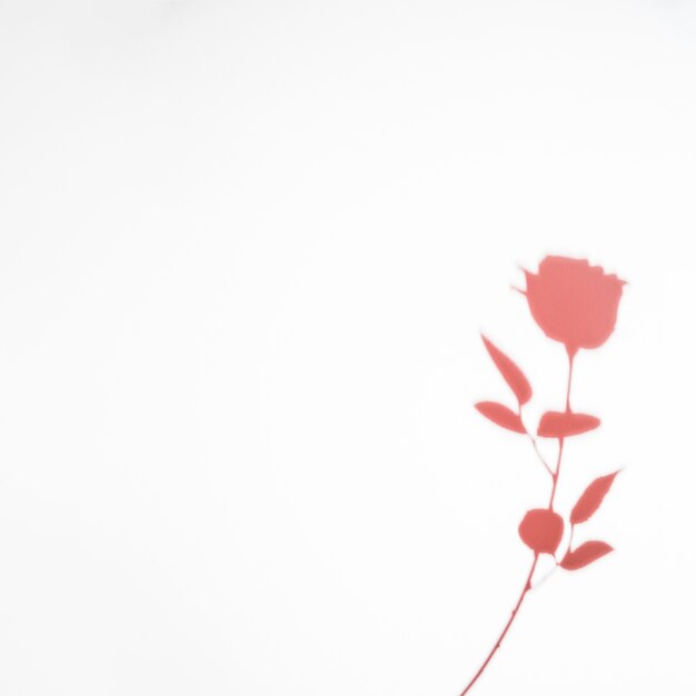 Розовая роза тень на белом фоне