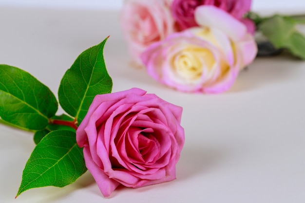 Розовая роза с зелеными листьями, изолированные на белом фоне.