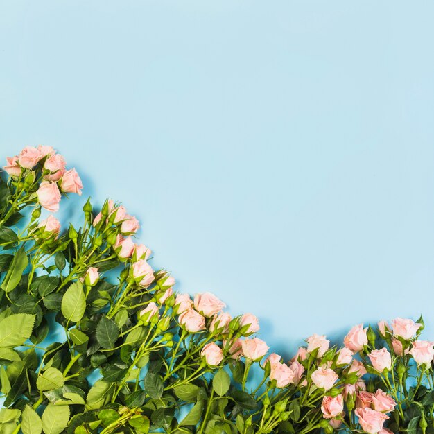 Pink roses arranged on blue background