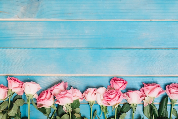 Pink roses on blue table