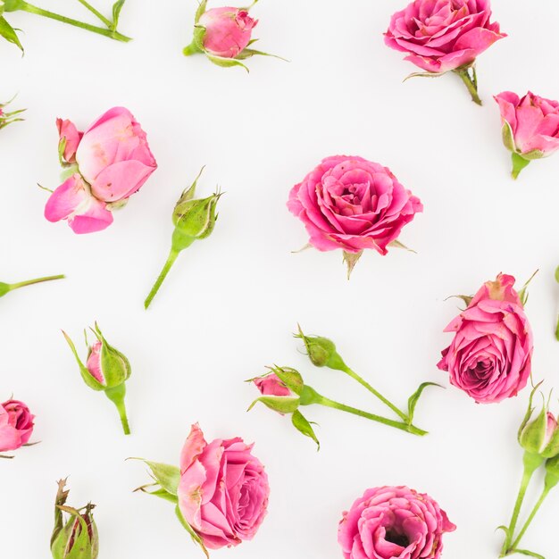 Pink roses and buds on white background