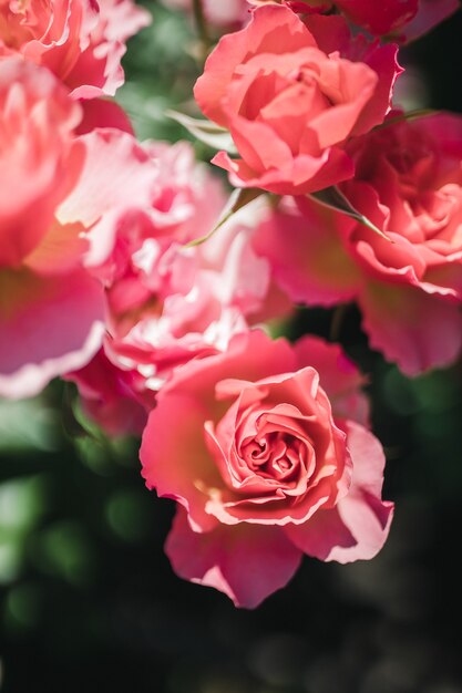 Pink roses in close up