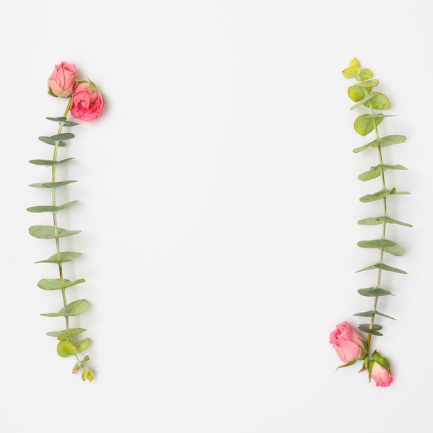 Pink roses and eucalyptus leaves twig over white surface