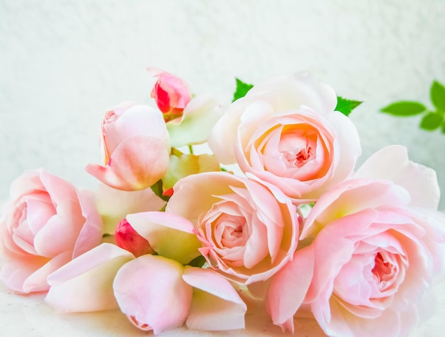 Pink roses isolated on white background perfect for background greeting cards and invitations