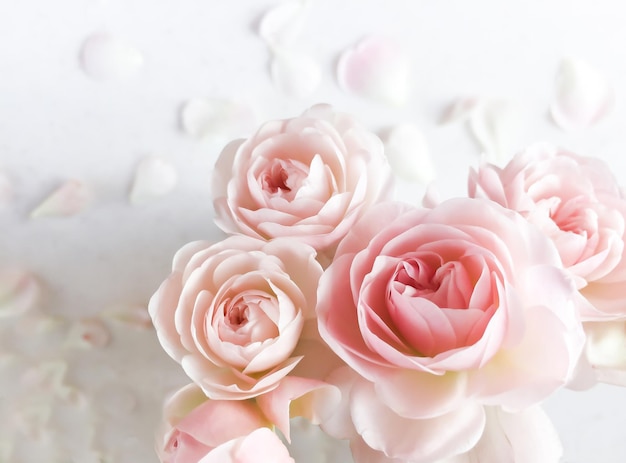 Pink roses isolated on white background perfect for background greeting cards and invitations