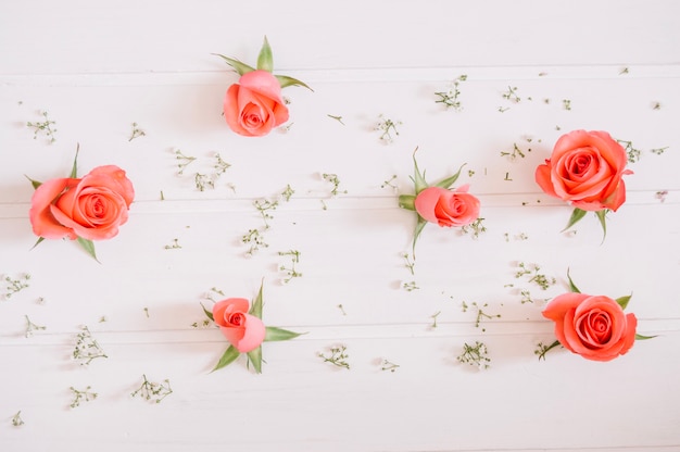 Pink roses and tiny white flowers on white background