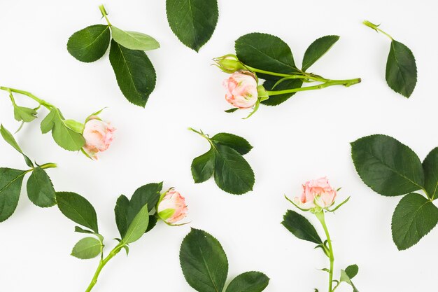 Pink roses with leaves on white background