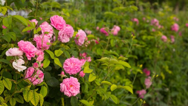 Pink roses.