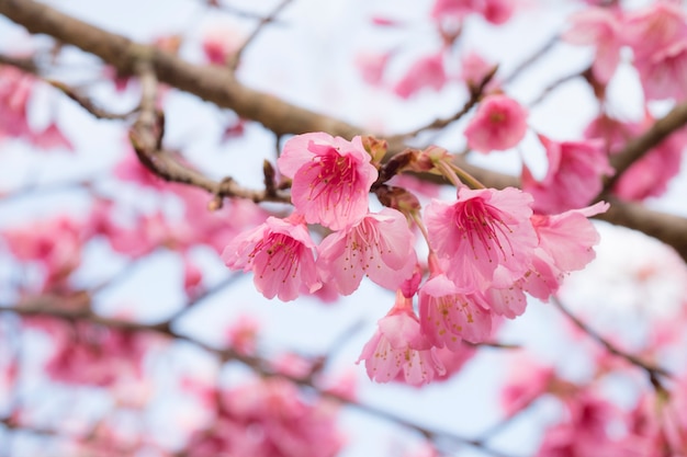 Pink Sakura flower blooming.