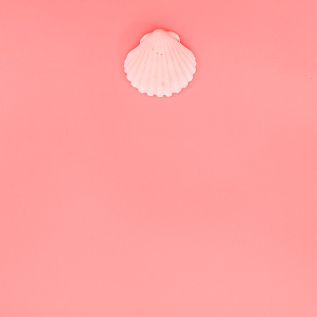 Free photo pink scallop seashell on coral background with copy space for writing the text