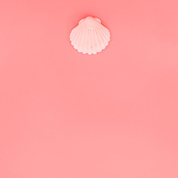 Pink scallop seashell on coral background with copy space for writing the text