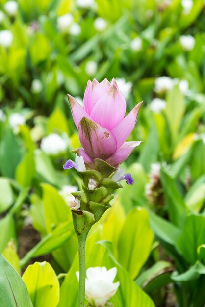 Розовый сиамский тюльпан