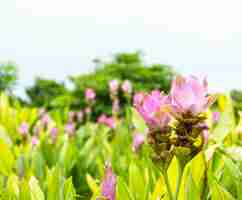 Free photo pink siam tulip