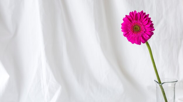 Pink single gerbera flower in front of white curtain