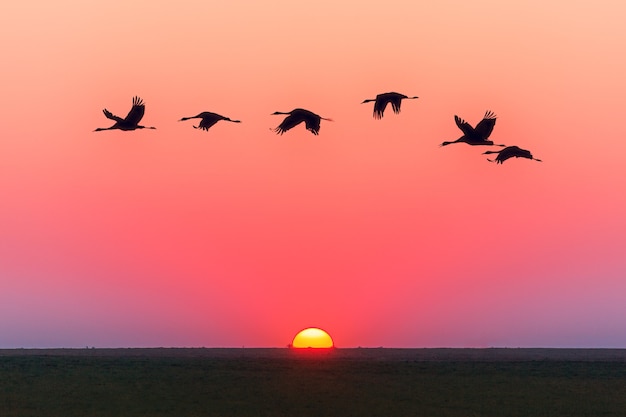 ピンクの空の夕日と飛んでいる鳥