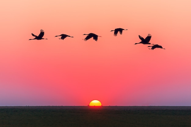Pink sky sunset and flying birds
