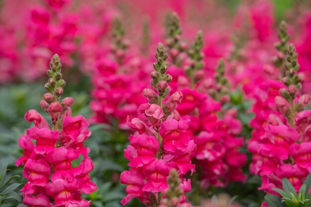Pink snapdragon flower is a beautiful bloom in a flower garden.
