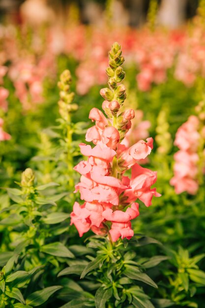 Pink snapdragon flowers greet the spring season