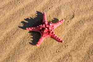 無料写真 砂浜でピンクのヒトデ