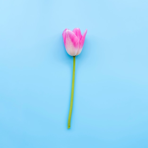 Foto gratuita tulipano tenero rosa sul gambo